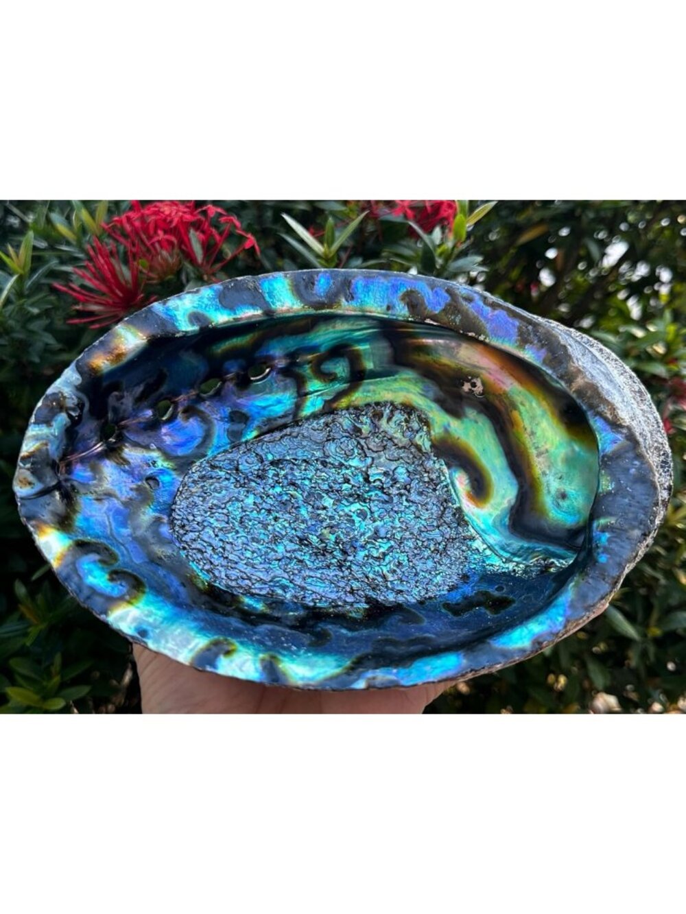 Jumbo Abalone Shells 3-Pack | 7-8 Inch Smudge Bowls for Incense & Display